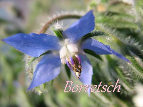 borretsch